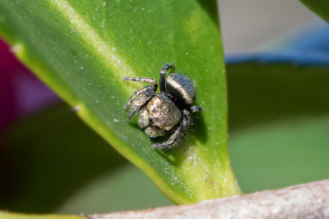 Jumping Spider (Simaetha thoracica) (Simaetha thoracica)